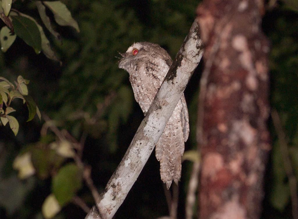 Marbled Frogmouth