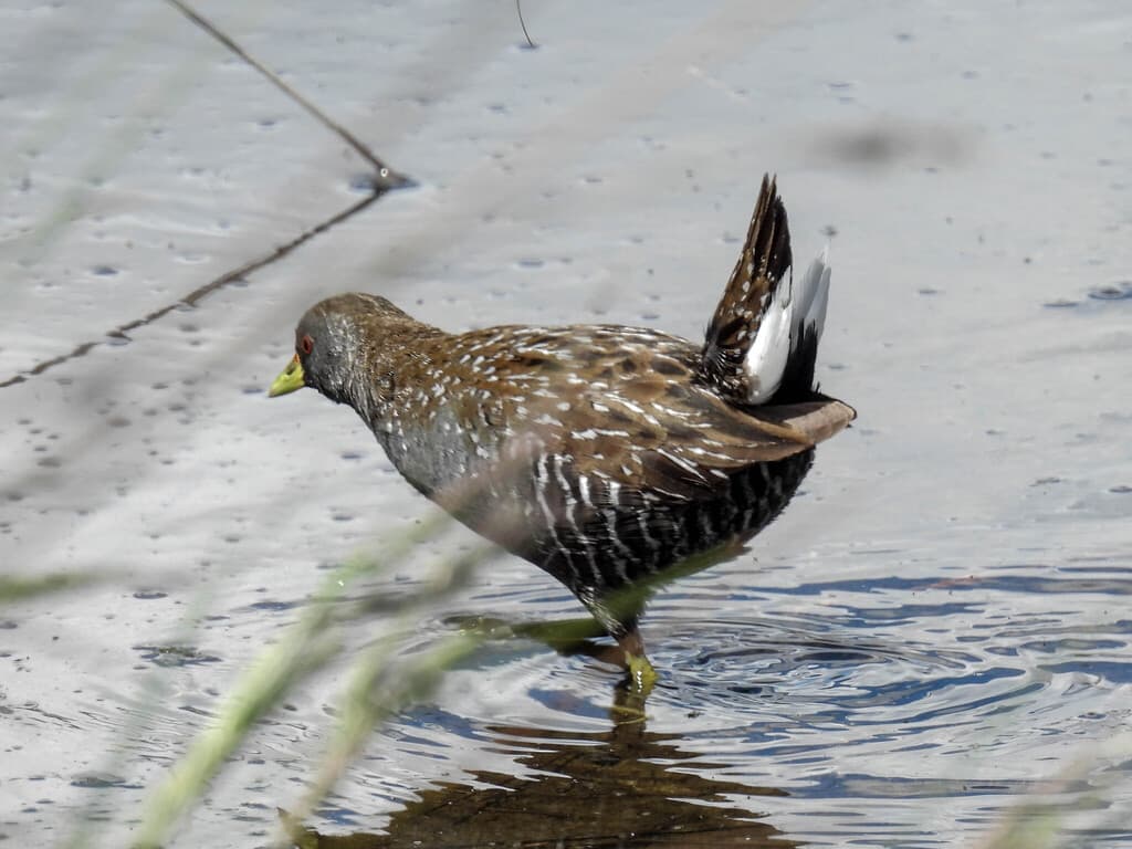 Australian Crake