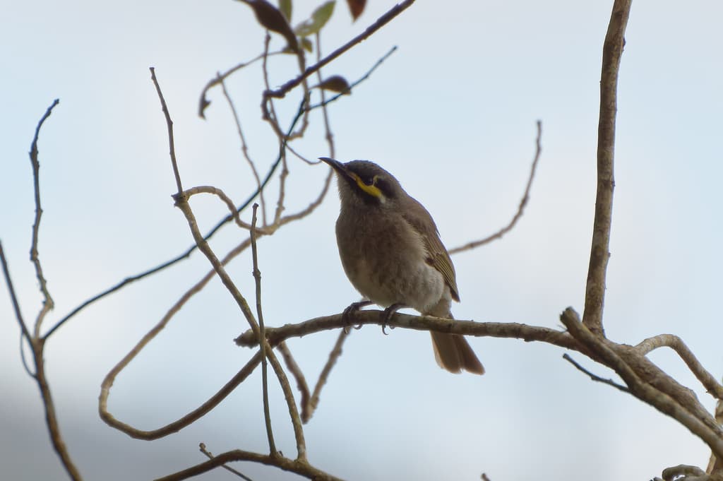 Yellow-faced Honeyeater