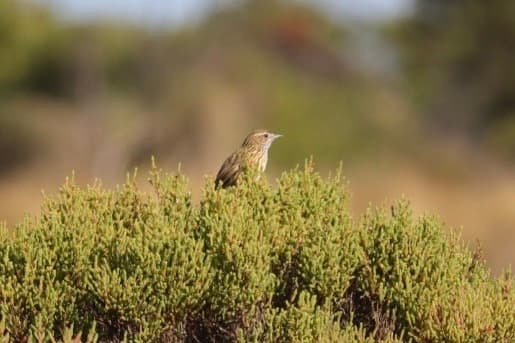 Striated Fieldwren