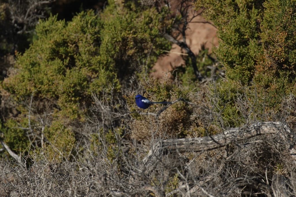 White-winged Fairywren
