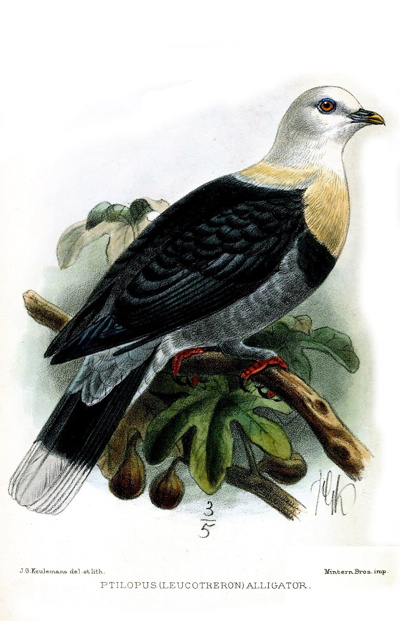 Black-banded Fruit Dove