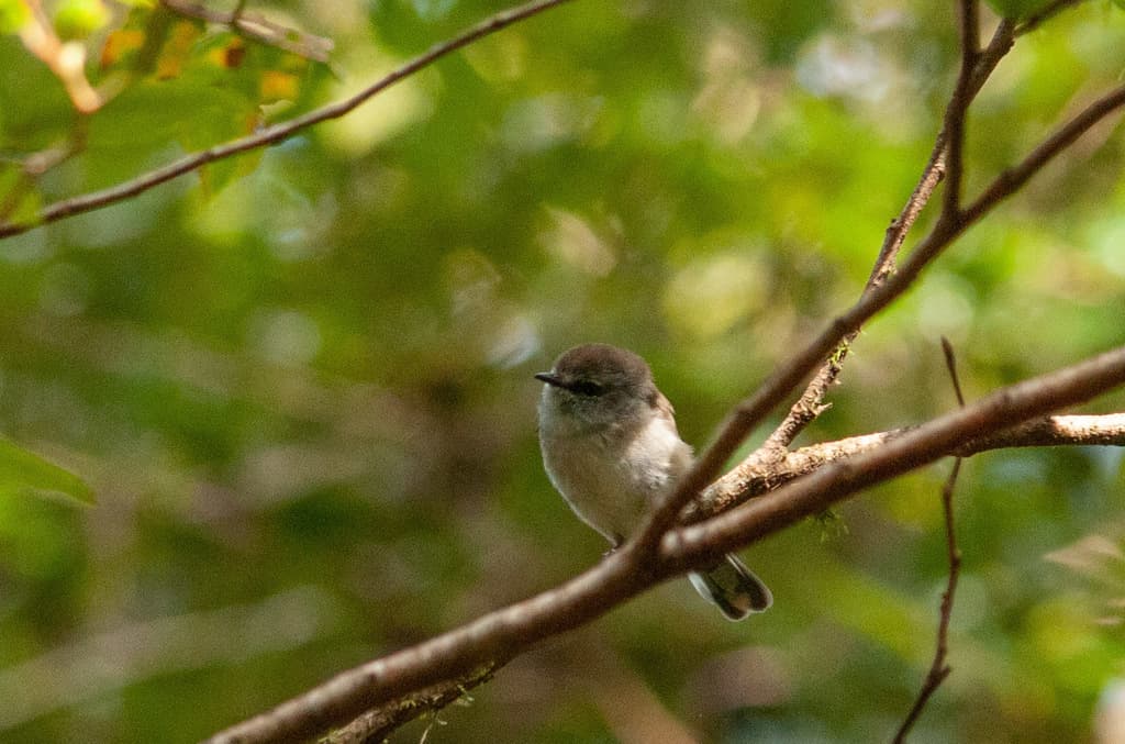Brown Gerygone