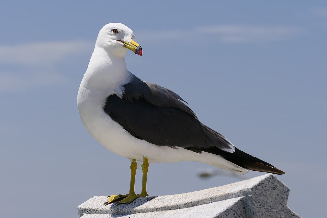 Black-tailed Gull