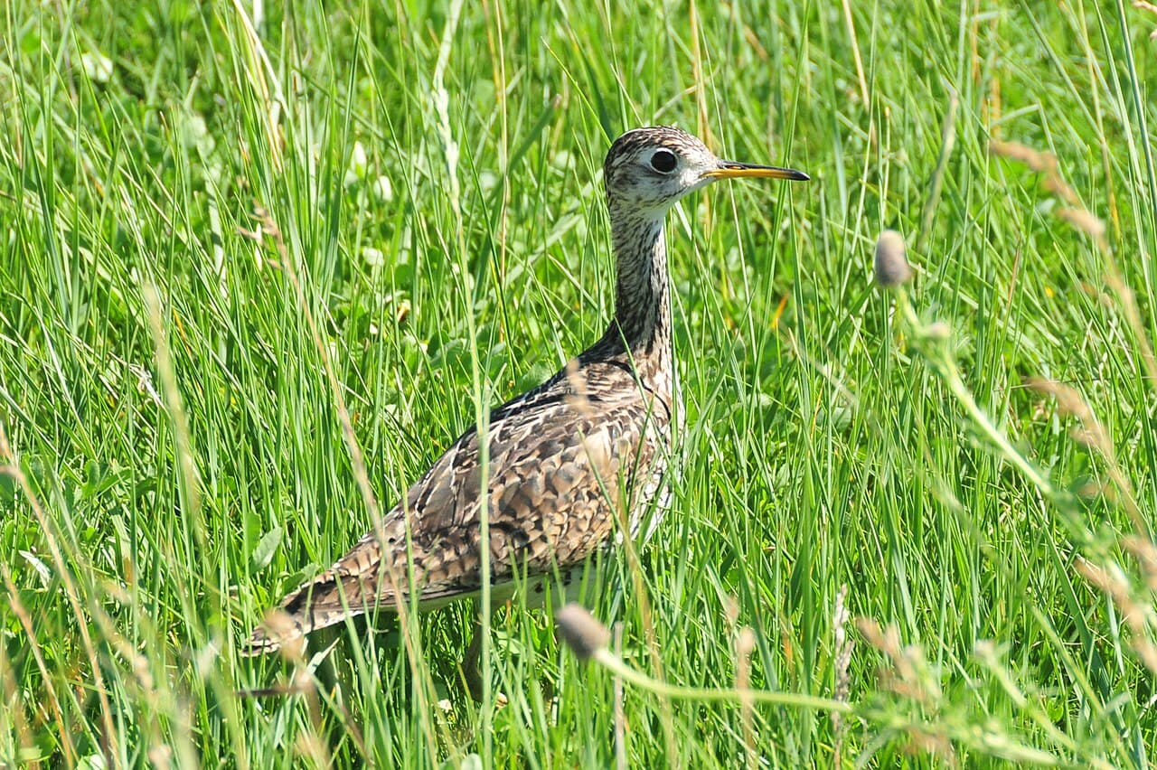 Upland Sandpiper