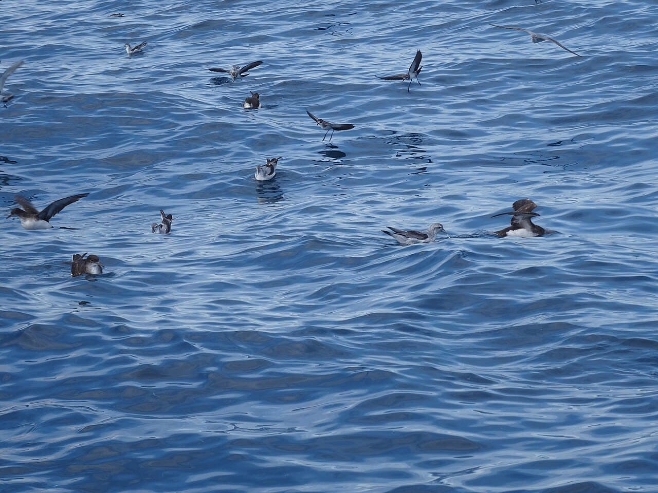 White-faced Storm Petrel