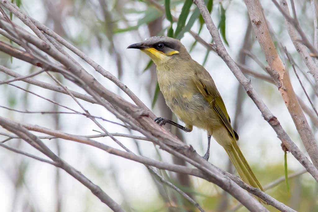 Purple-gaped Honeyeater