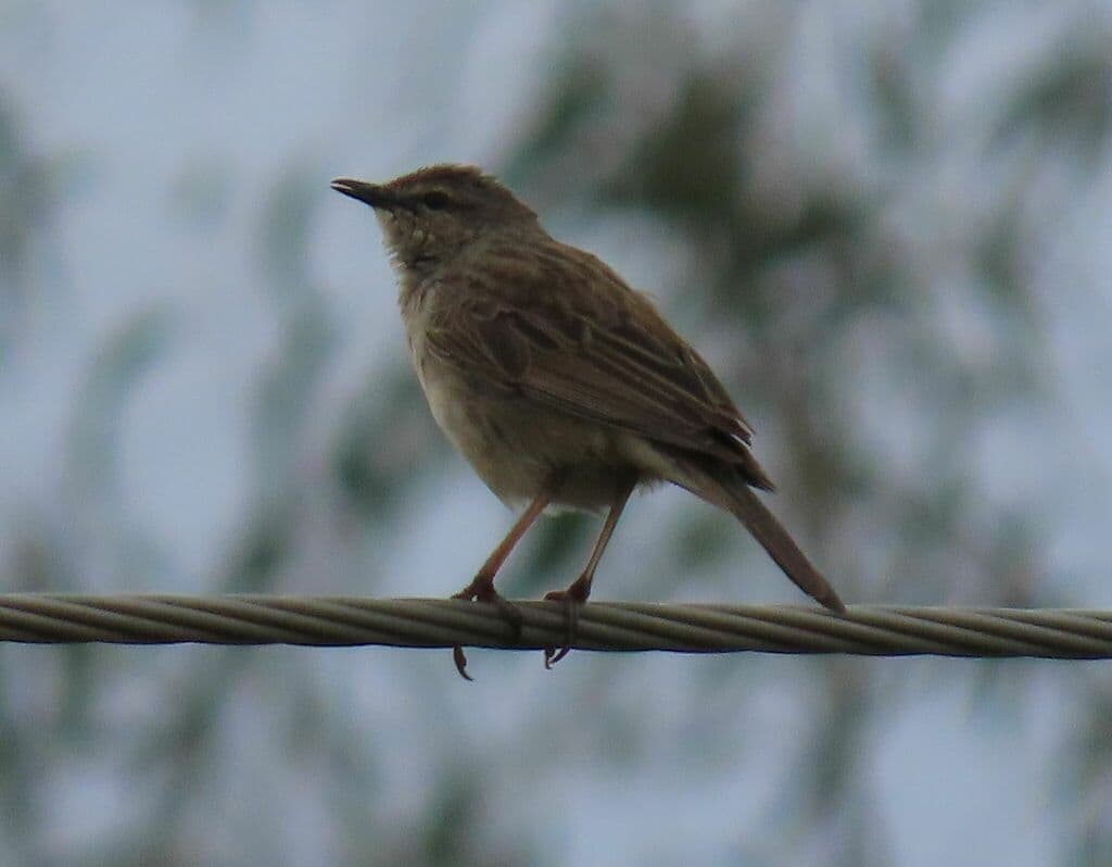Rufous Songlark