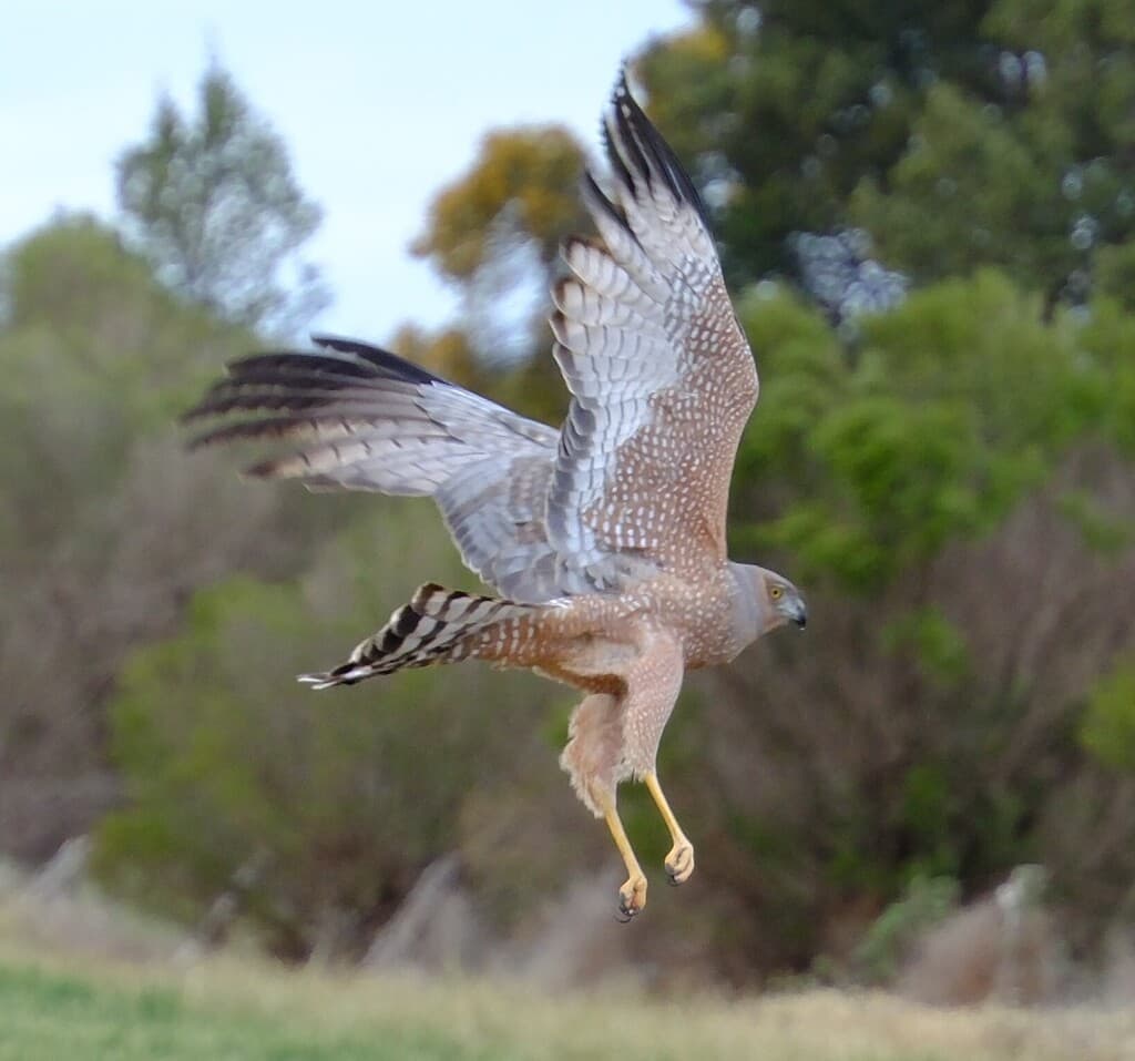 Spotted Harrier