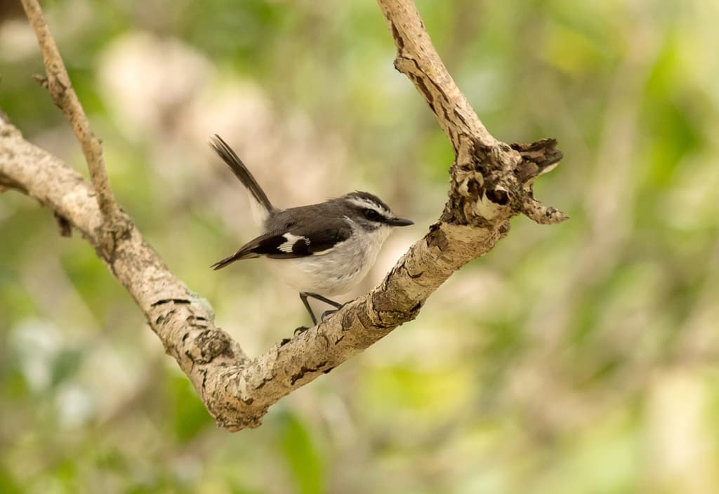 White-browed Robin