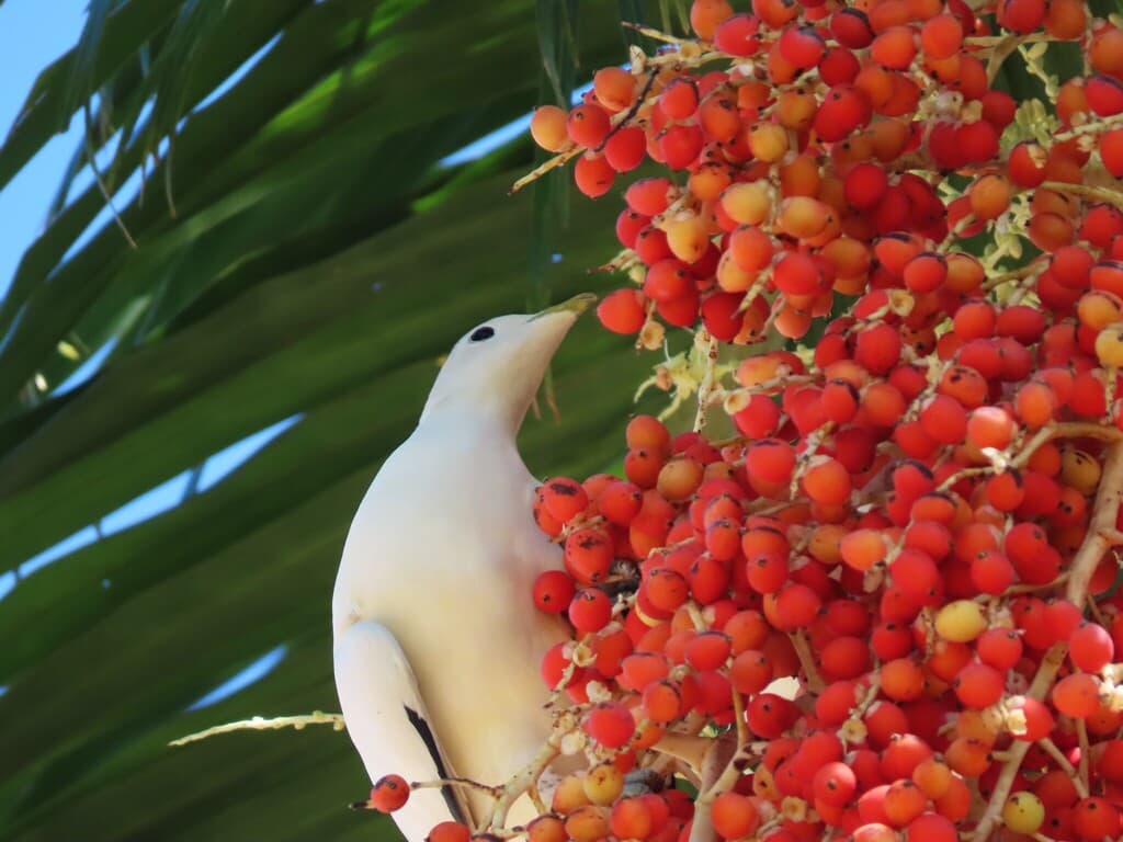 Torresian Imperial Pigeon