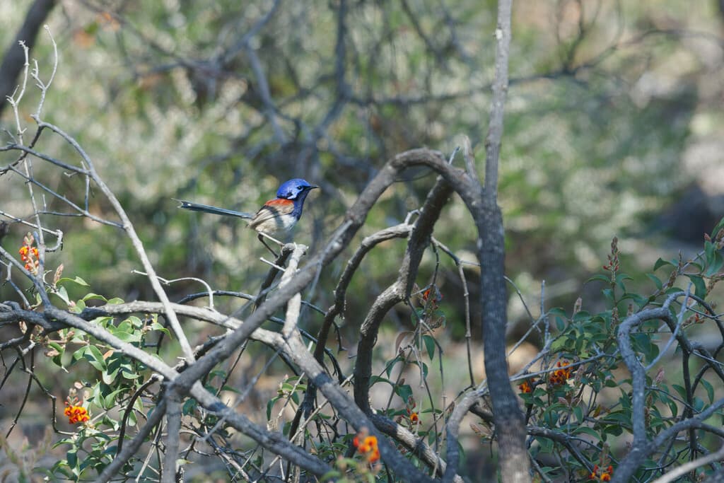 Blue-breasted Fairywren