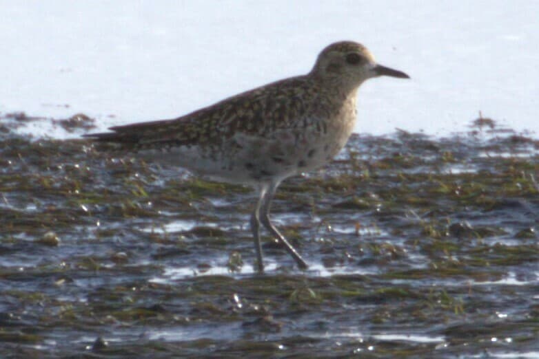 Pacific Golden Plover