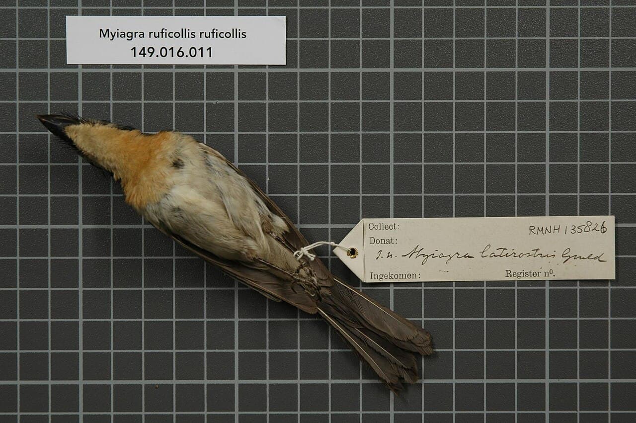 Broad-billed Flycatcher