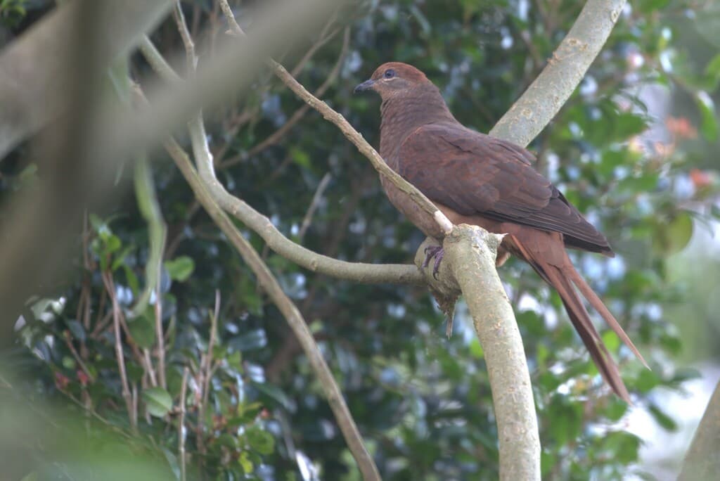 Brown Cuckoo-Dove