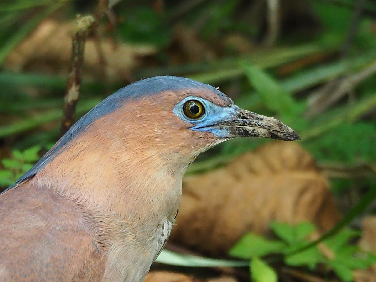 Malayan Night Heron