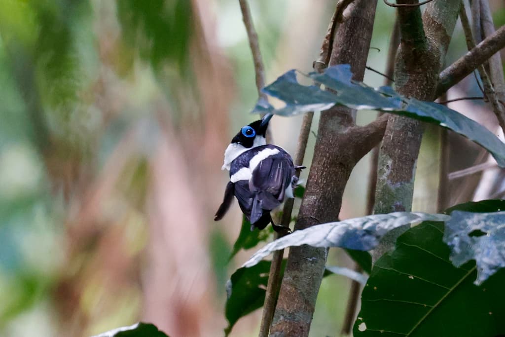 Frill-necked Monarch