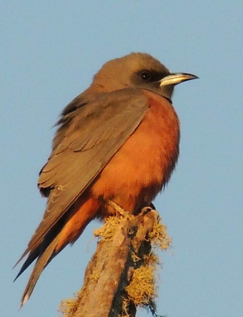 Masked Woodswallow