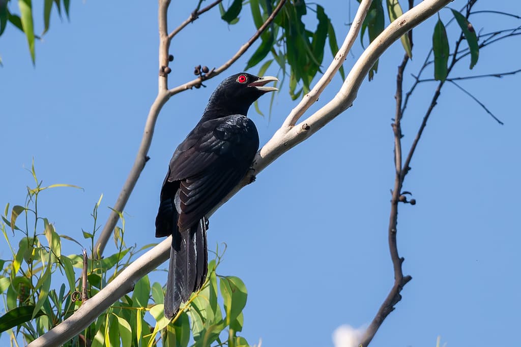 Pacific Koel