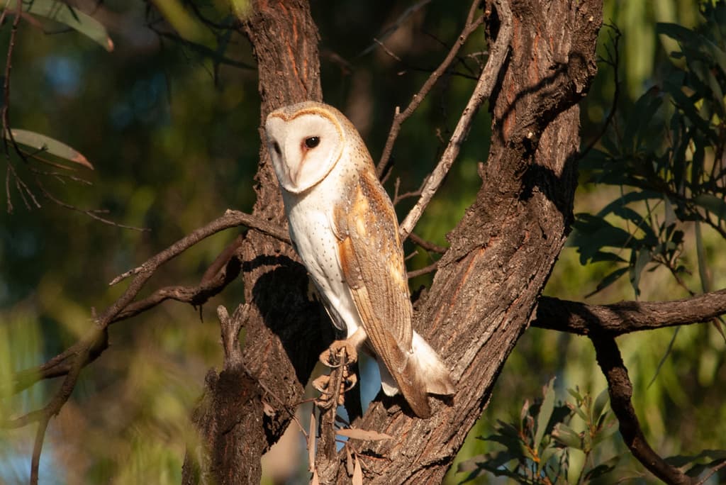 Eastern Barn Owl
