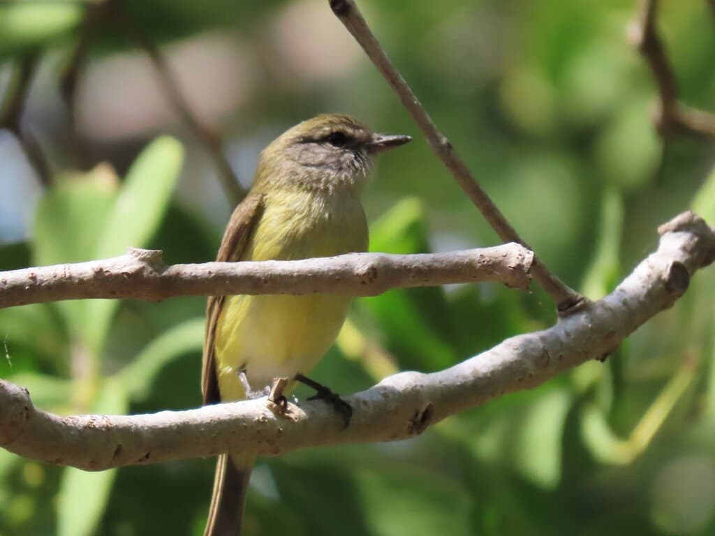 Lemon-bellied Flyrobin