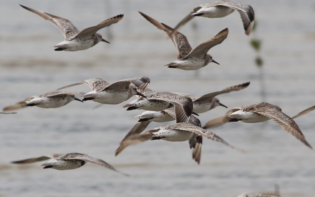Great Knot