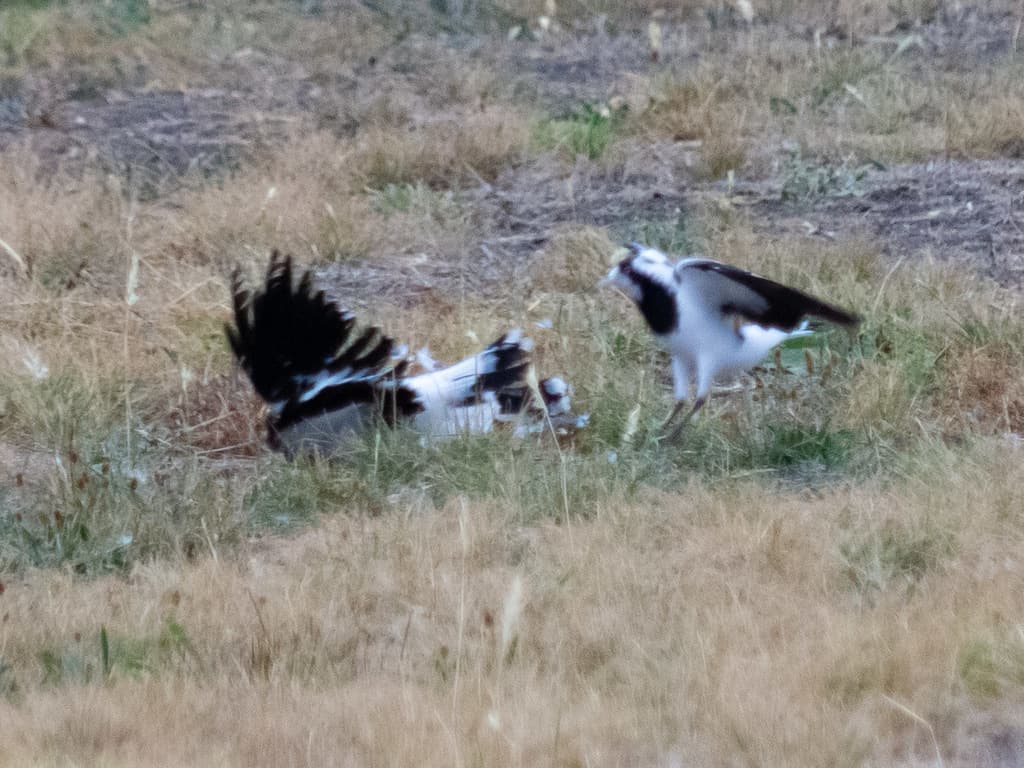 Magpie-lark