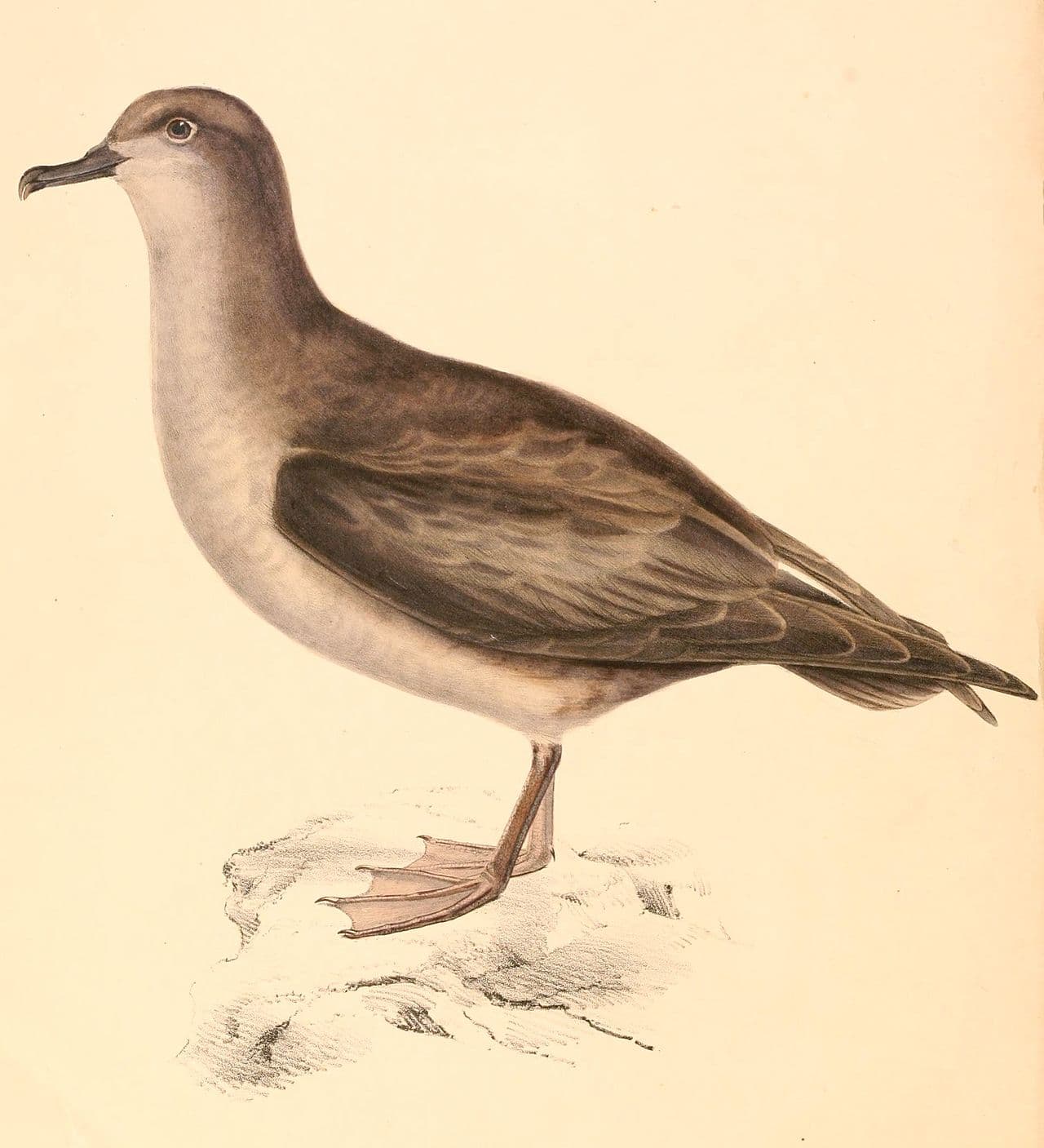 Grey Petrel