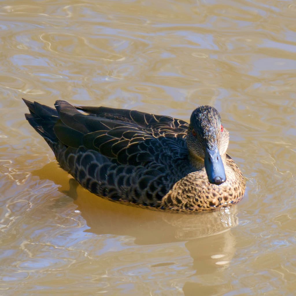 Chestnut Teal