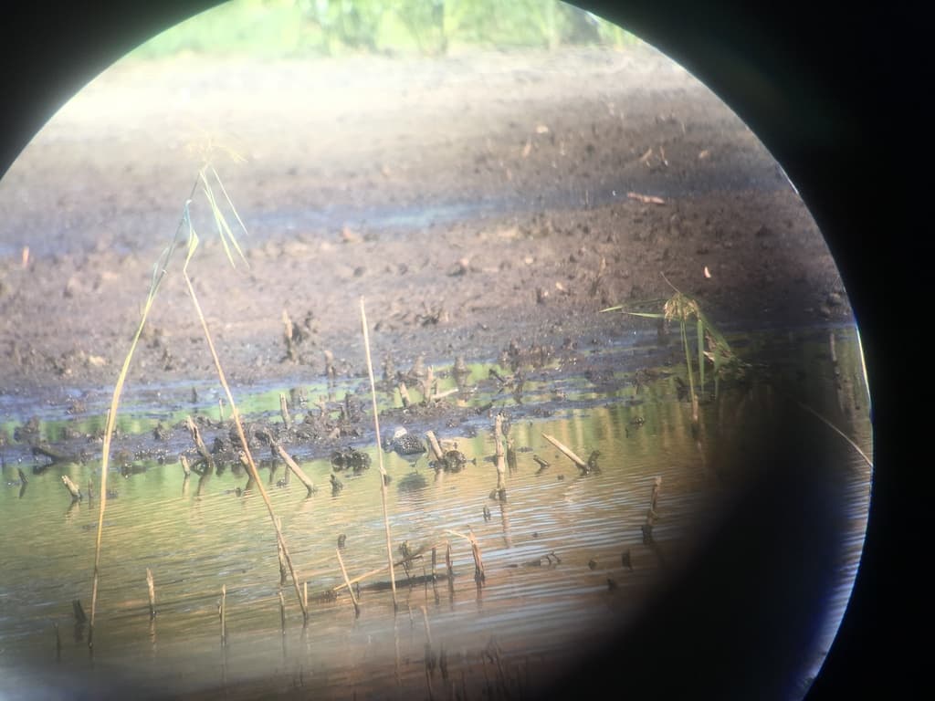 Wood Sandpiper