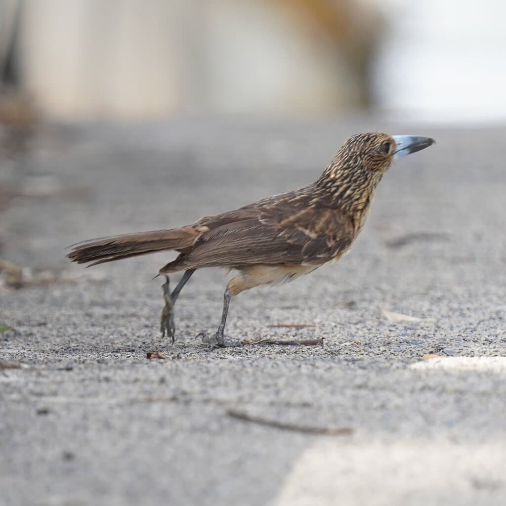 Black Butcherbird