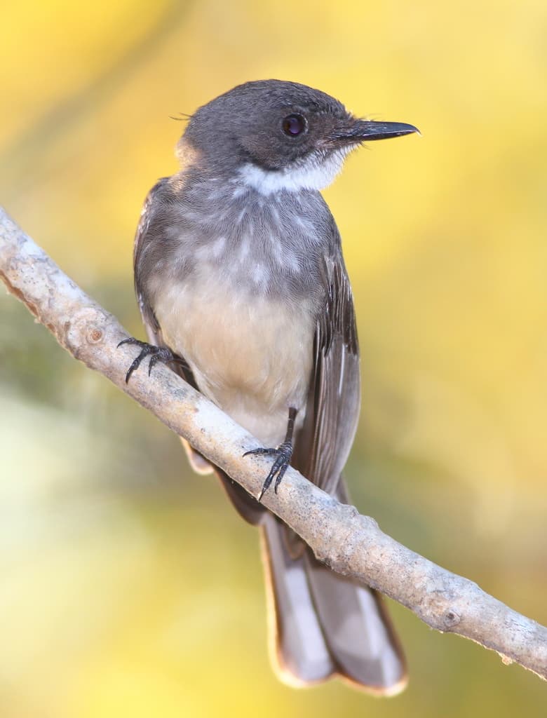 Northern Fantail