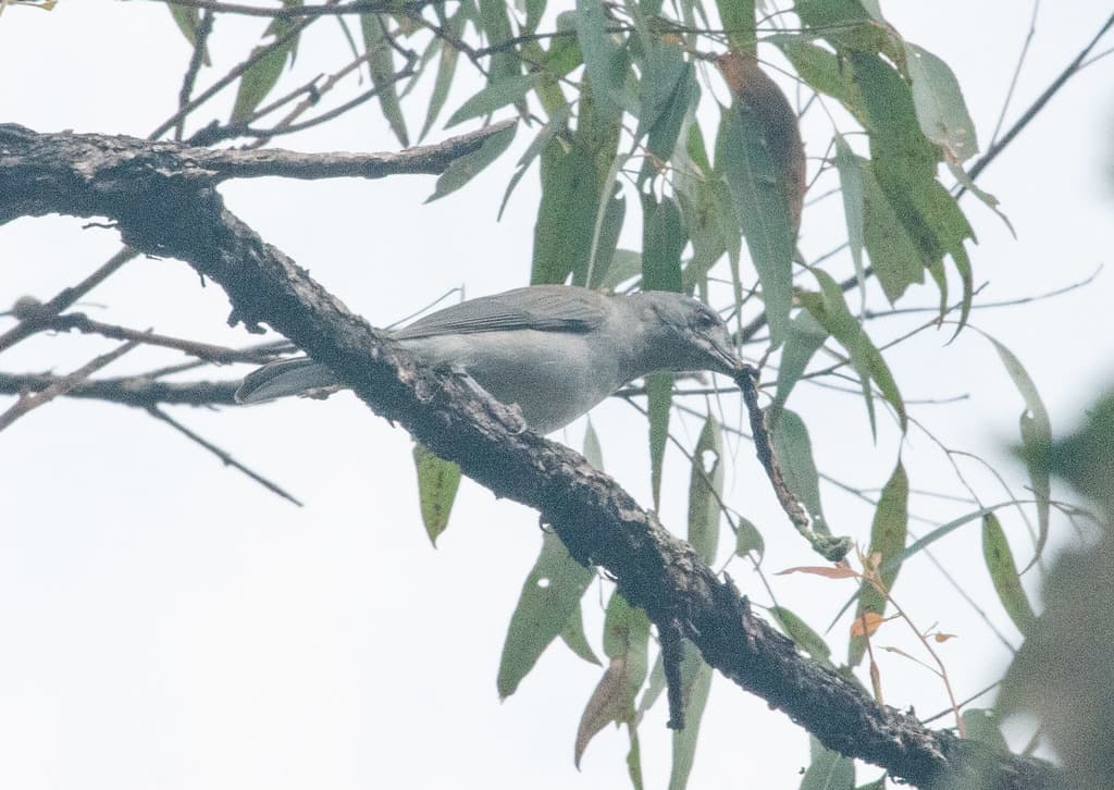 Sahul Cicadabird