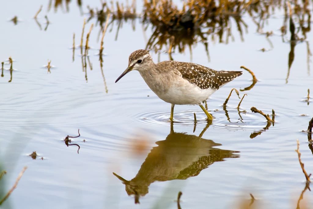 Wood Sandpiper