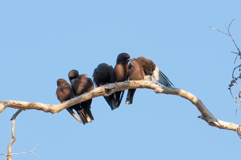 Little Woodswallow
