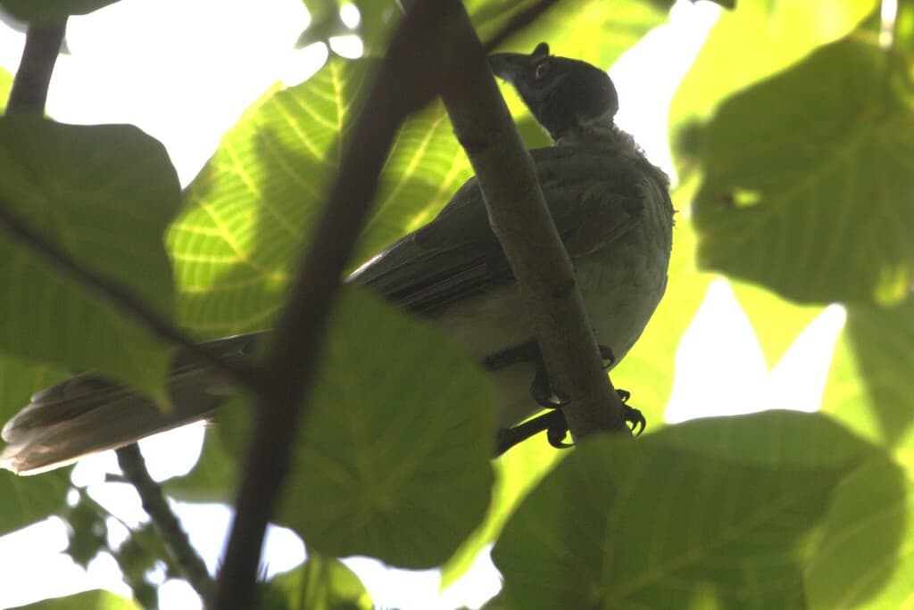 Noisy Friarbird