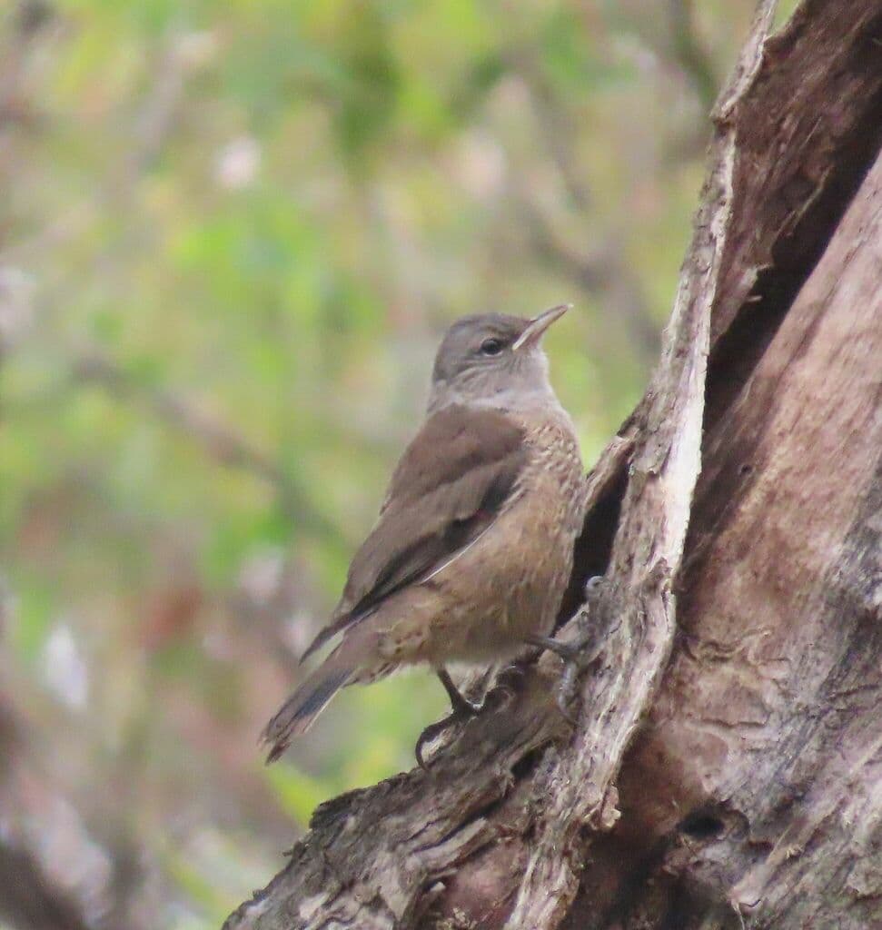 Brown Treecreeper