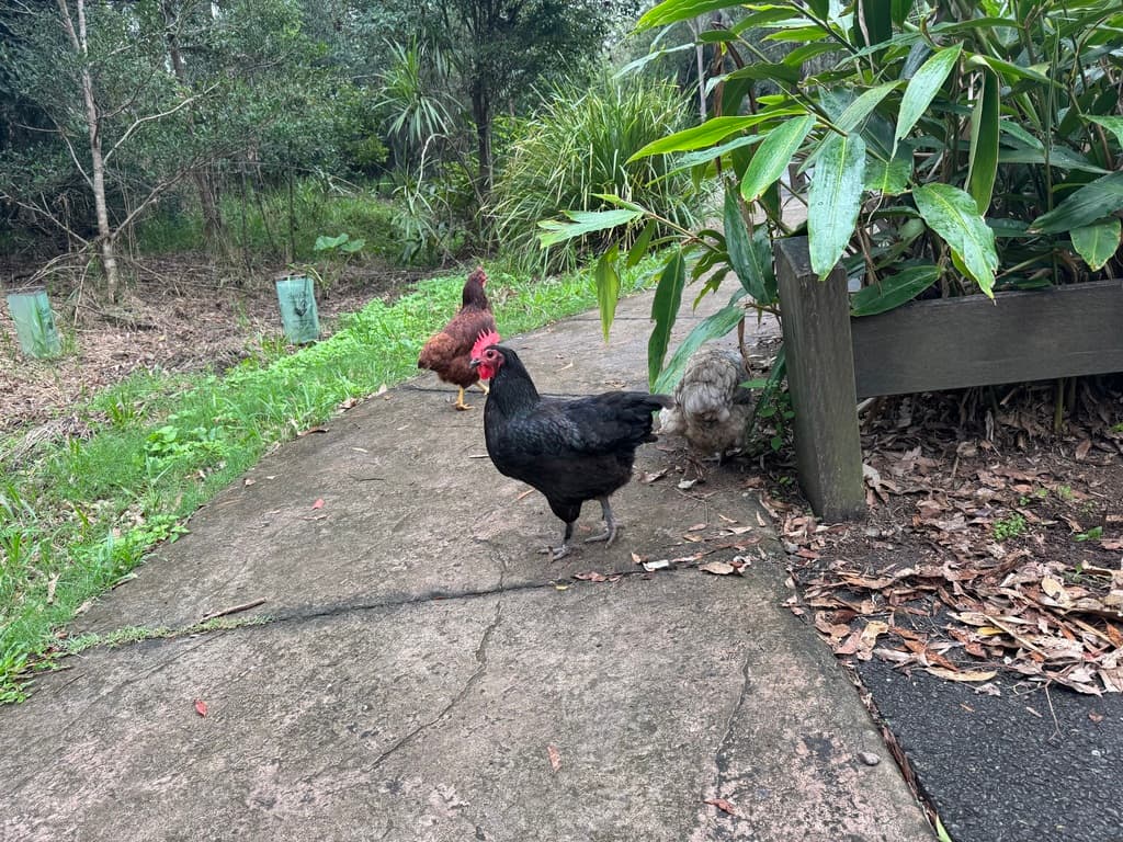 Red Junglefowl