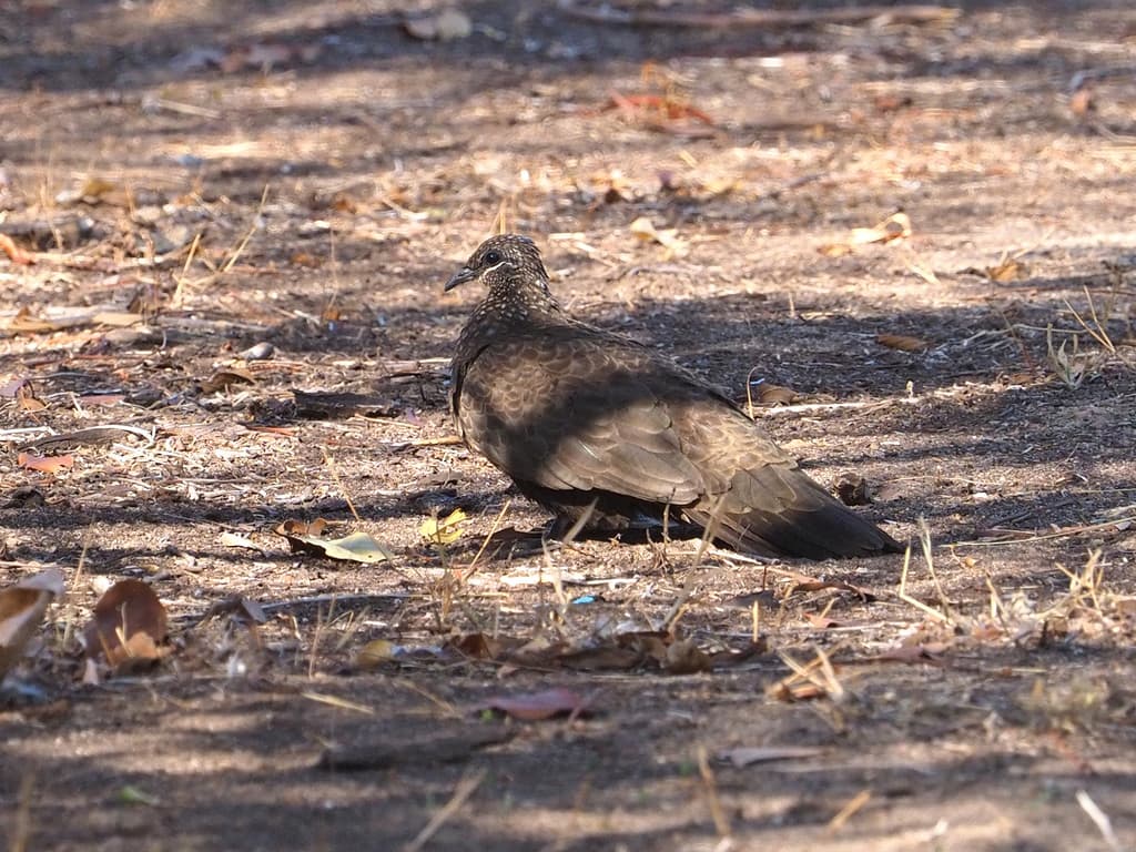 Chestnut-quilled Rock Pigeon