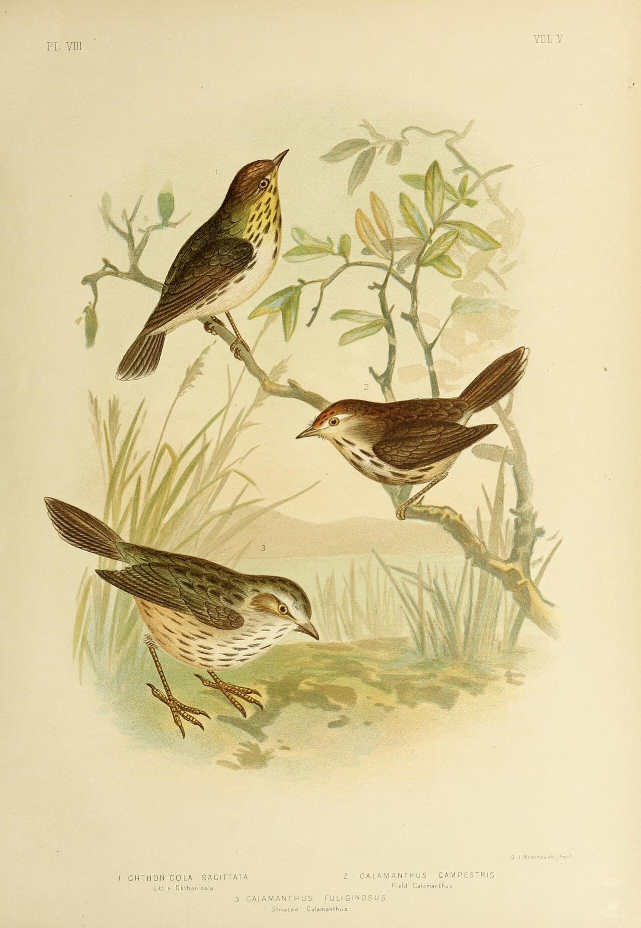 Speckled Warbler