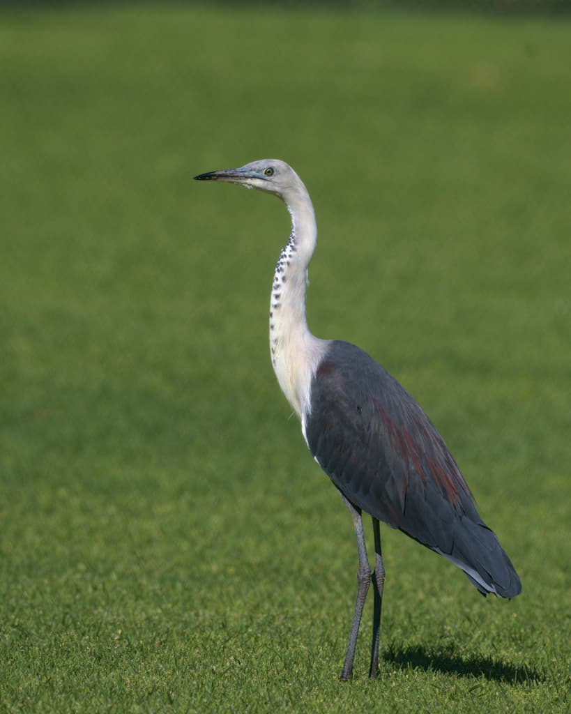 White-necked Heron