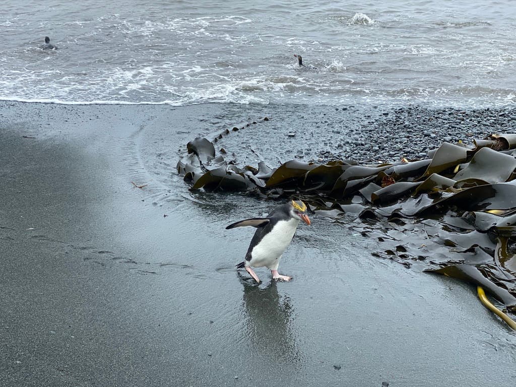 Macaroni Penguin