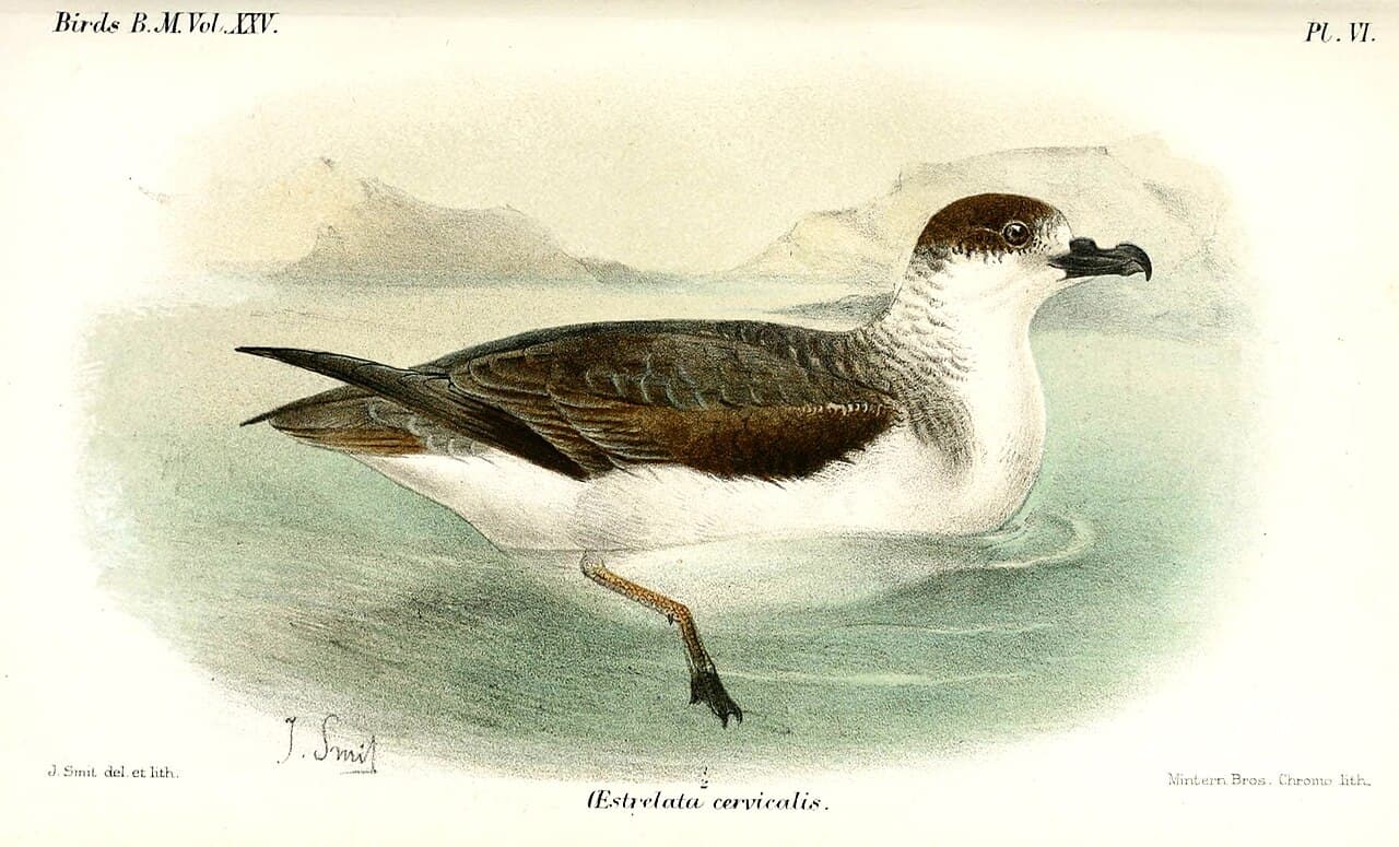 White-necked Petrel