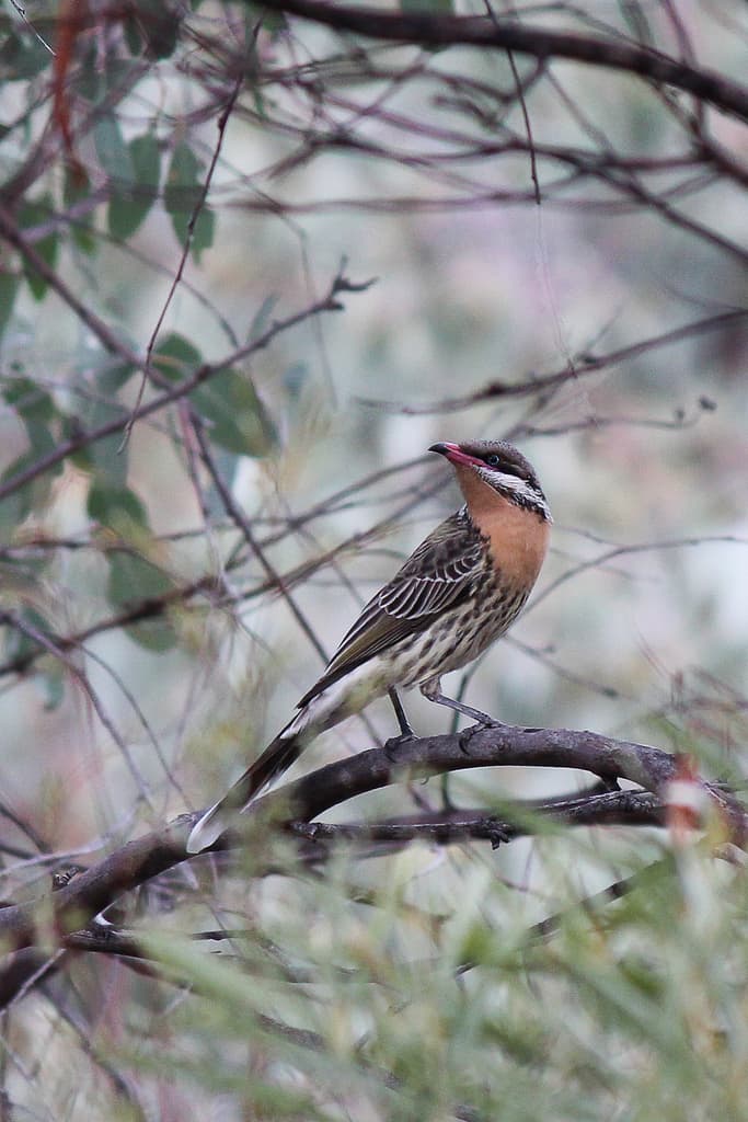 Spiny-cheeked Honeyeater
