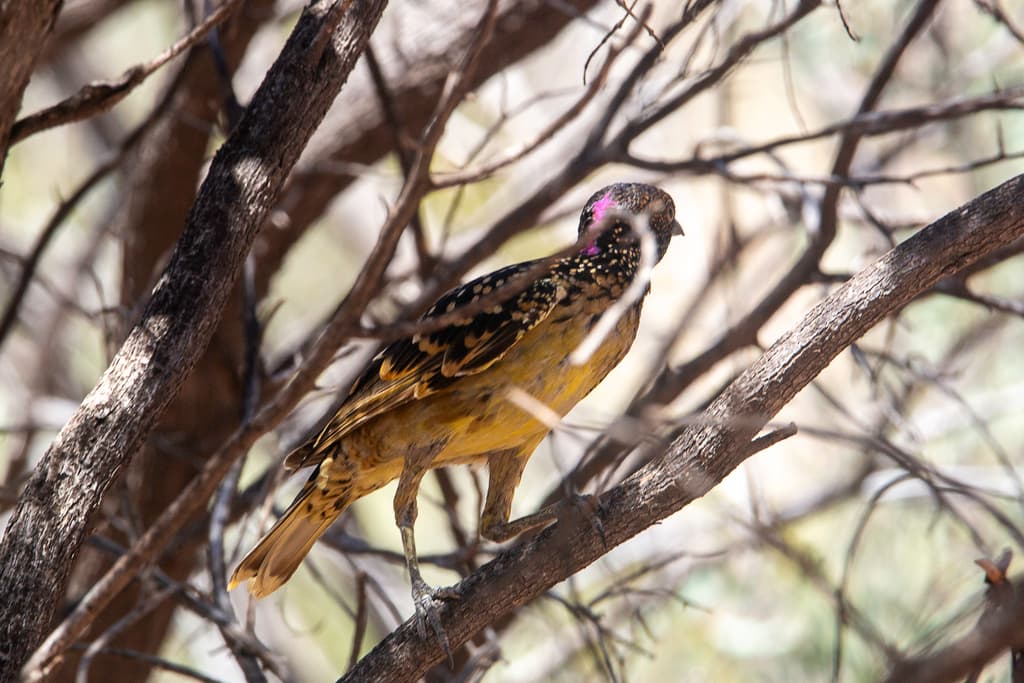 Western Bowerbird