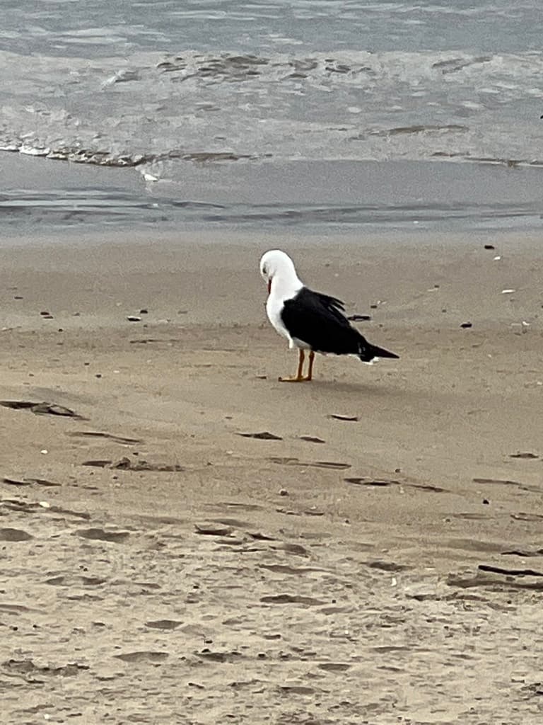 Pacific Gull