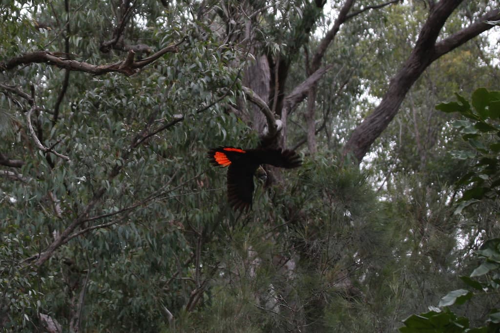 Glossy Black Cockatoo