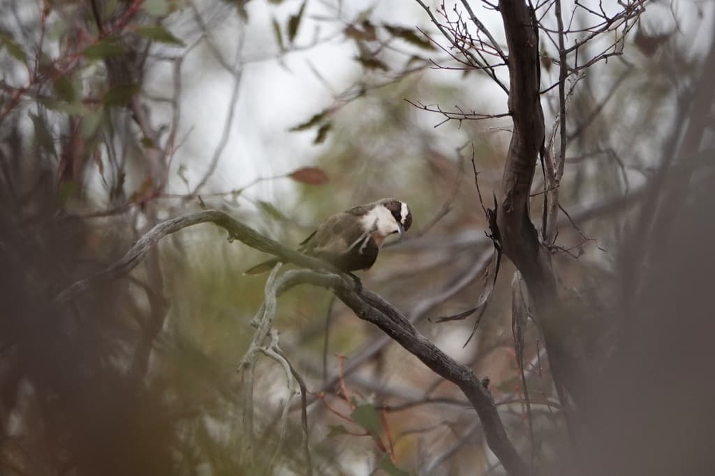 White-browed Babbler