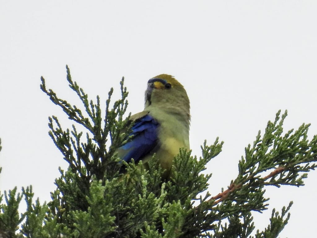 Blue-winged Parrot