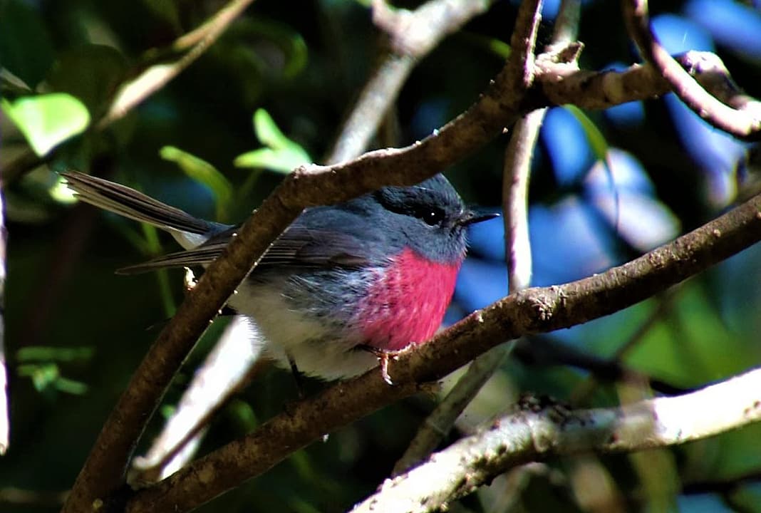 Rose Robin